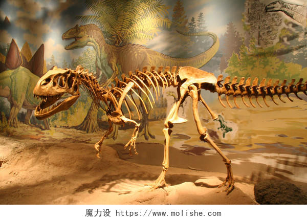 博物馆展览馆科技馆恐龙化石恐龙骨架